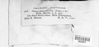 Fomes fomentarius image
